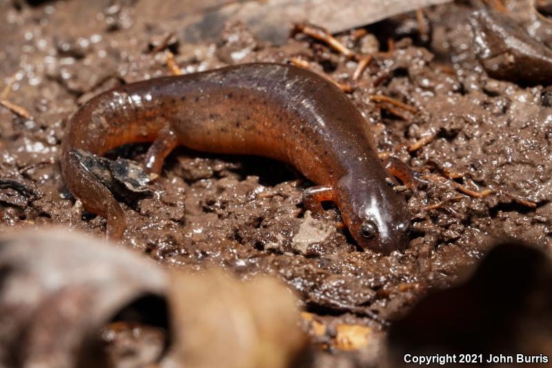 Gulf Coast Mud Salamander (Pseudotriton montanus flavissimus)