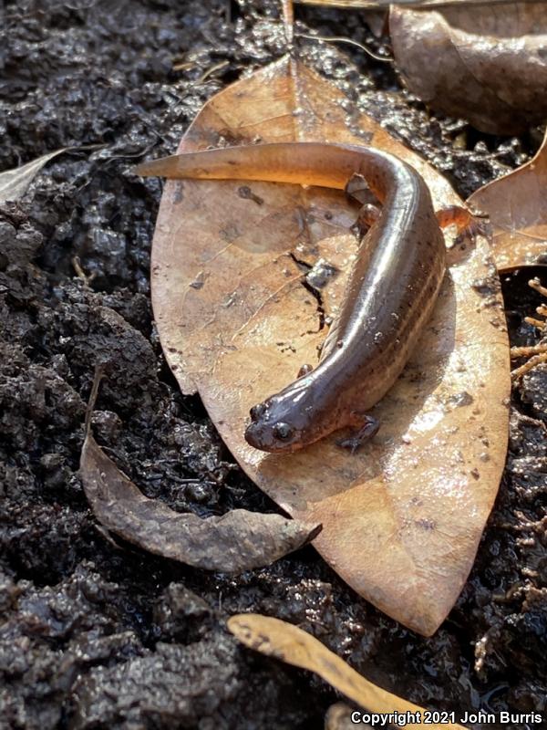 Gulf Coast Mud Salamander (Pseudotriton montanus flavissimus)