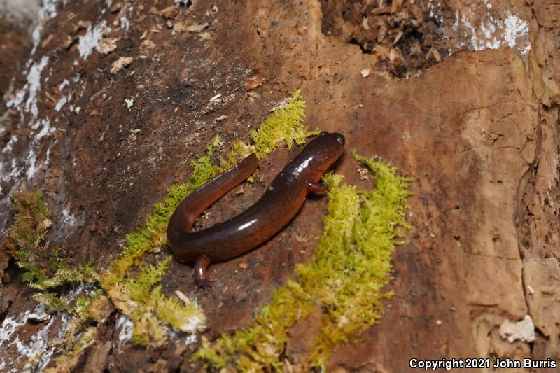 Gulf Coast Mud Salamander (Pseudotriton montanus flavissimus)