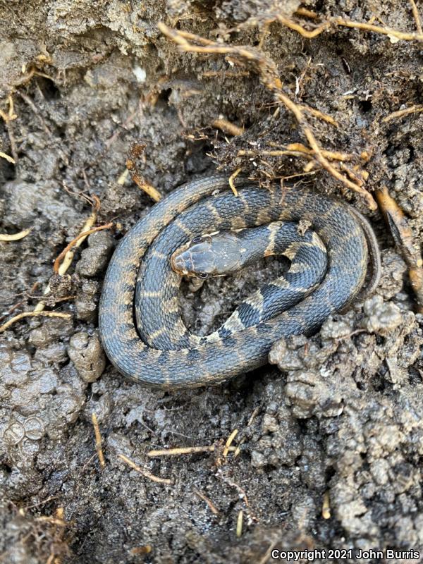 Yellow-bellied Watersnake (Nerodia erythrogaster flavigaster)