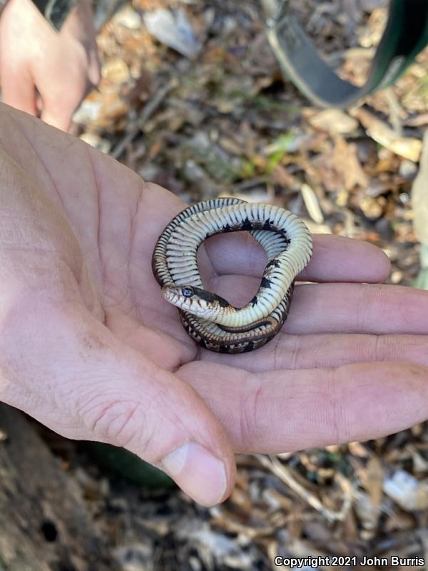 Yellow-bellied Watersnake (Nerodia erythrogaster flavigaster)