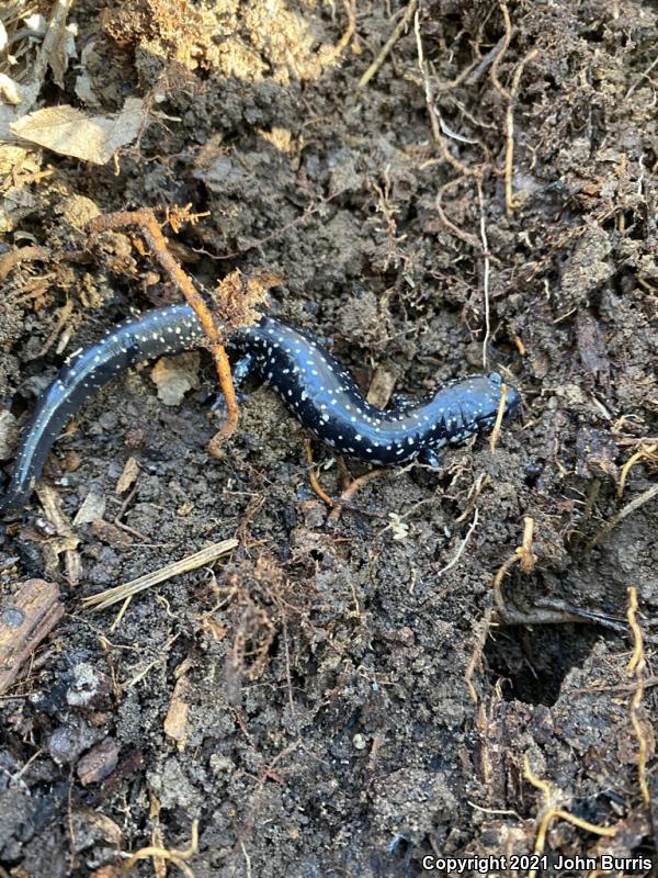 Southeastern Slimy Salamander (Plethodon grobmani)