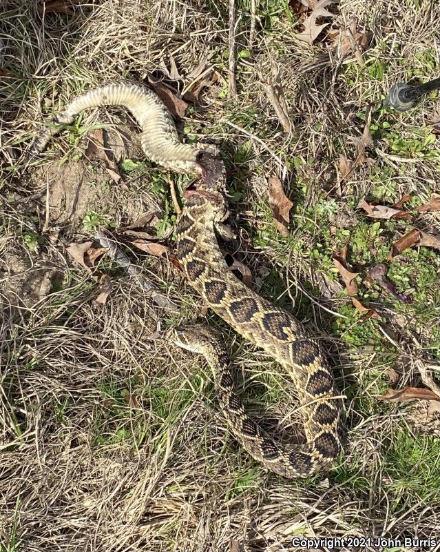 Eastern Diamond-backed Rattlesnake (Crotalus adamanteus)