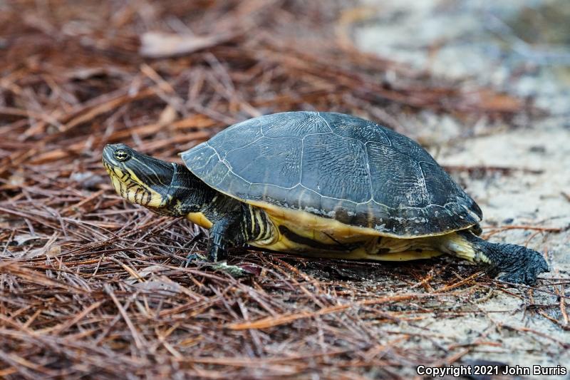 Eastern Chicken Turtle (Deirochelys reticularia reticularia)