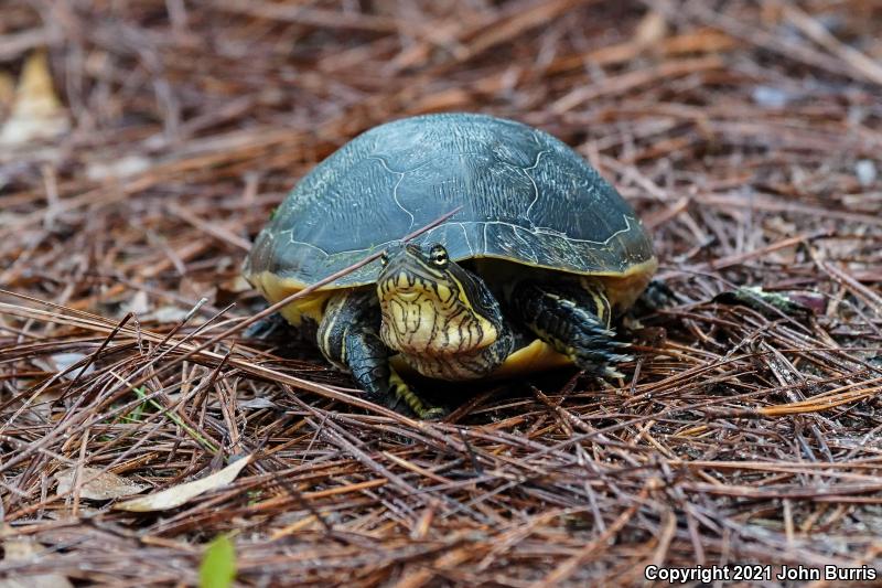 Eastern Chicken Turtle (Deirochelys reticularia reticularia)