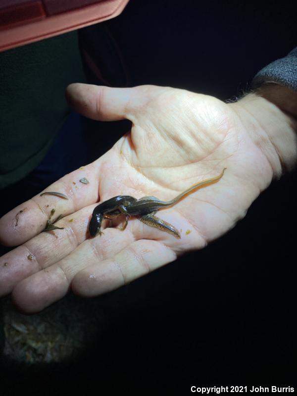 Central Newt (Notophthalmus viridescens louisianensis)