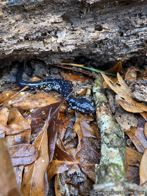 Southeastern Slimy Salamander (Plethodon grobmani)