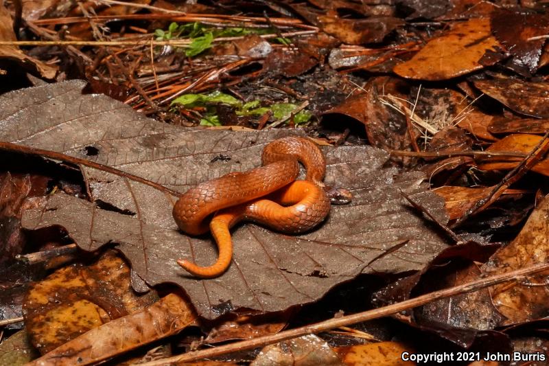 Florida Red-bellied Snake (Storeria occipitomaculata obscura)