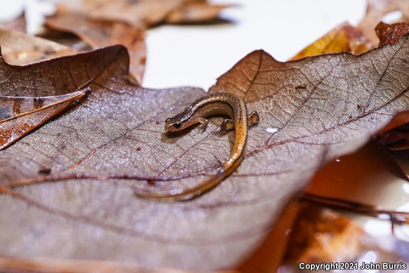 Dwarf Salamander (Eurycea quadridigitata)