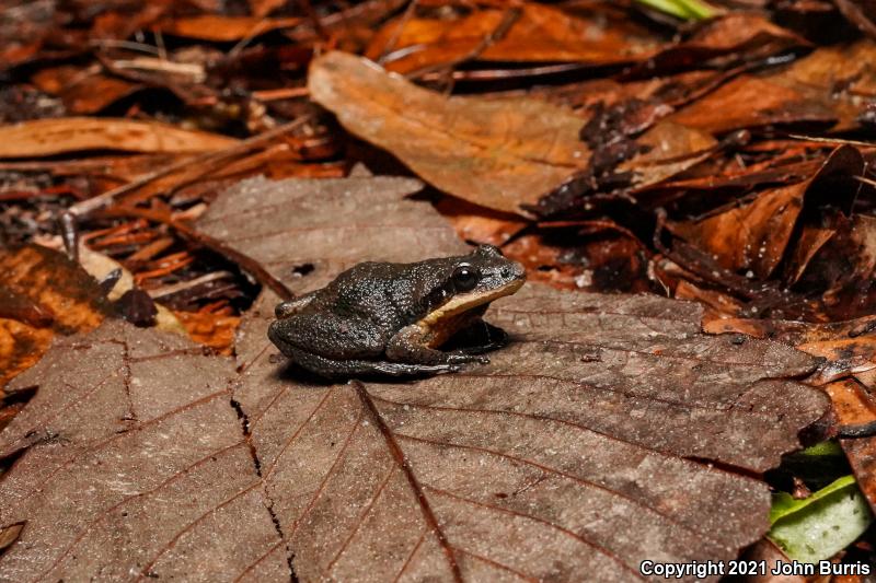 Mountain Chorus Frog (Pseudacris brachyphona)