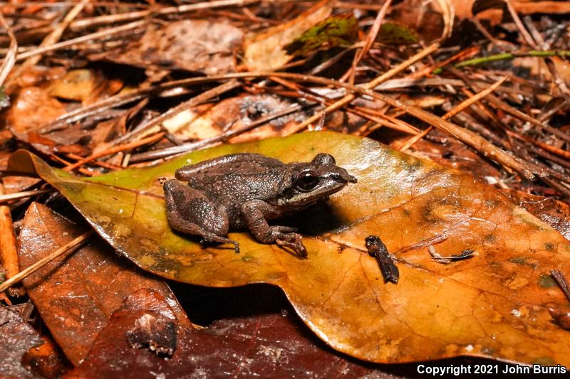 Upland Chorus Frog (Pseudacris feriarum)