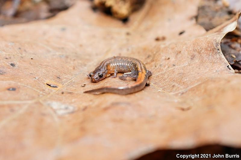 Southern Zigzag Salamander (Plethodon ventralis)