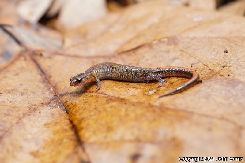 Southern Zigzag Salamander (Plethodon ventralis)