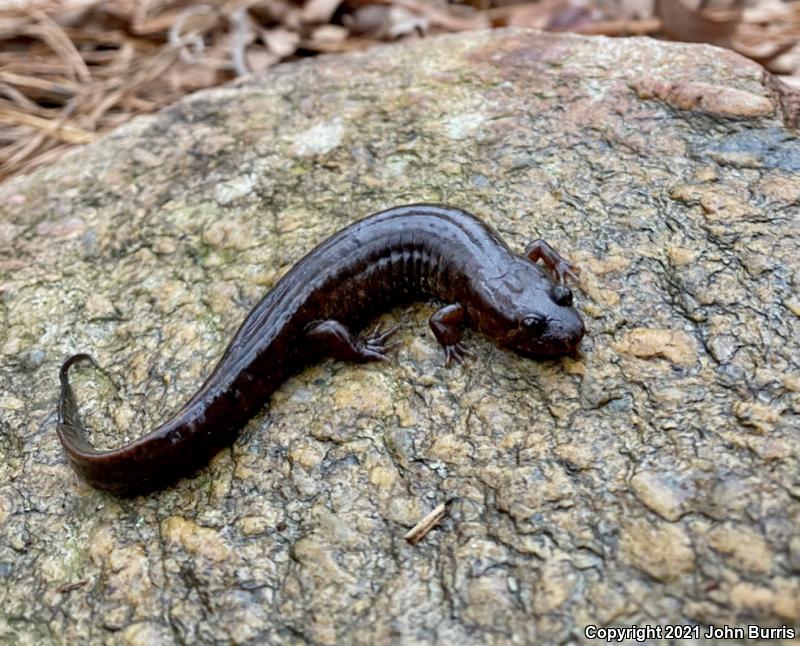 Spotted Dusky Salamander (Desmognathus conanti)