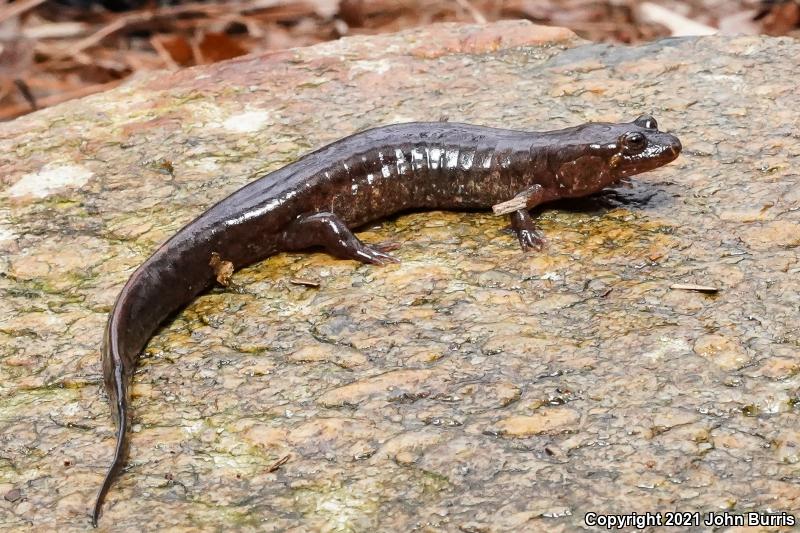 Spotted Dusky Salamander (Desmognathus conanti)