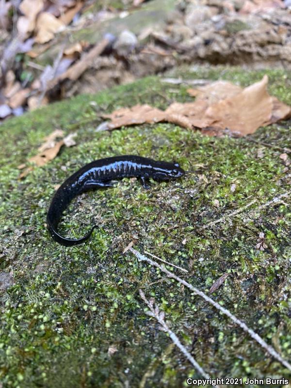 Spotted Dusky Salamander (Desmognathus conanti)