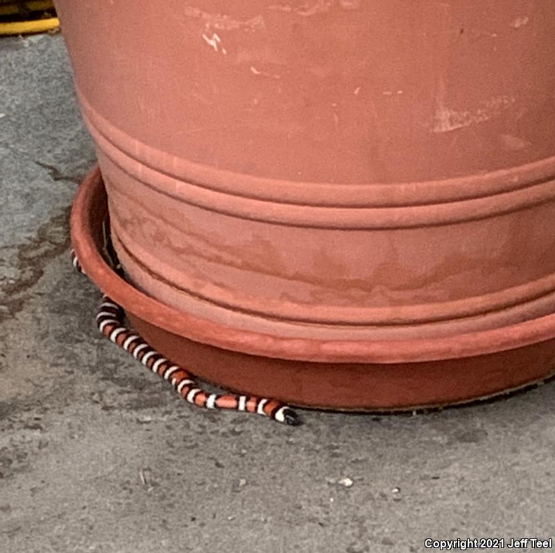 San Bernardino Mountain Kingsnake (Lampropeltis zonata parvirubra)