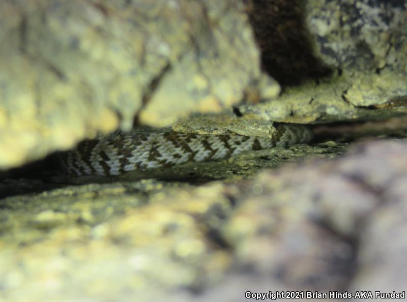 Baja California Lyresnake (Trimorphodon biscutatus lyrophanes)