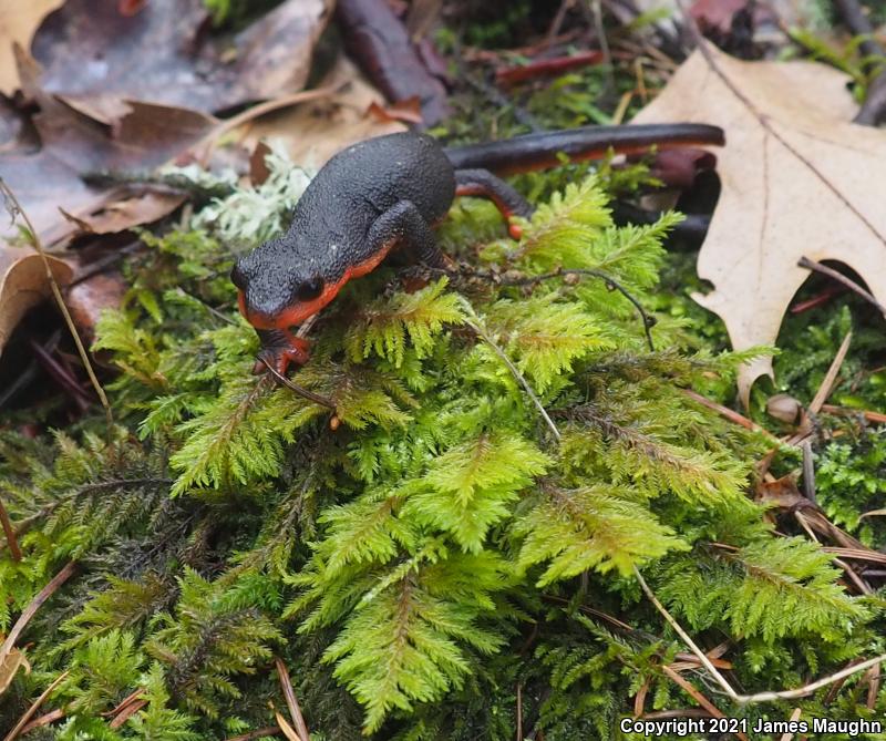 Red-bellied Newt (Taricha rivularis)