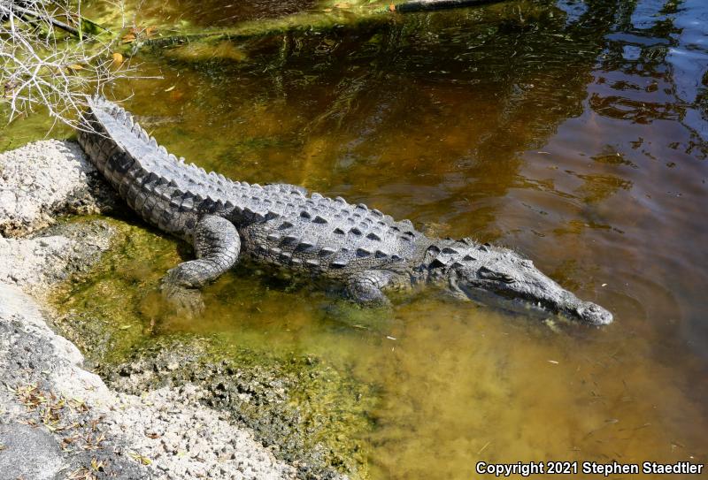 American Crocodile (Crocodylus acutus)