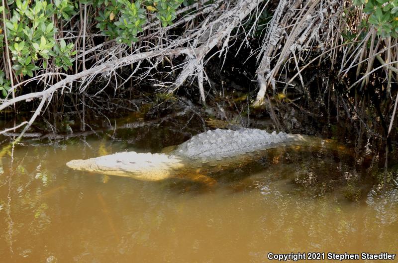 American Crocodile (Crocodylus acutus)