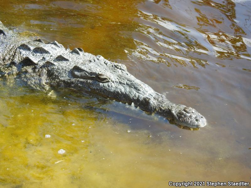 American Crocodile (Crocodylus acutus)