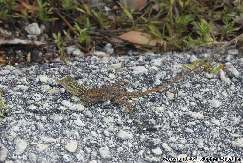 African Rainbow Lizard (Agama agama)