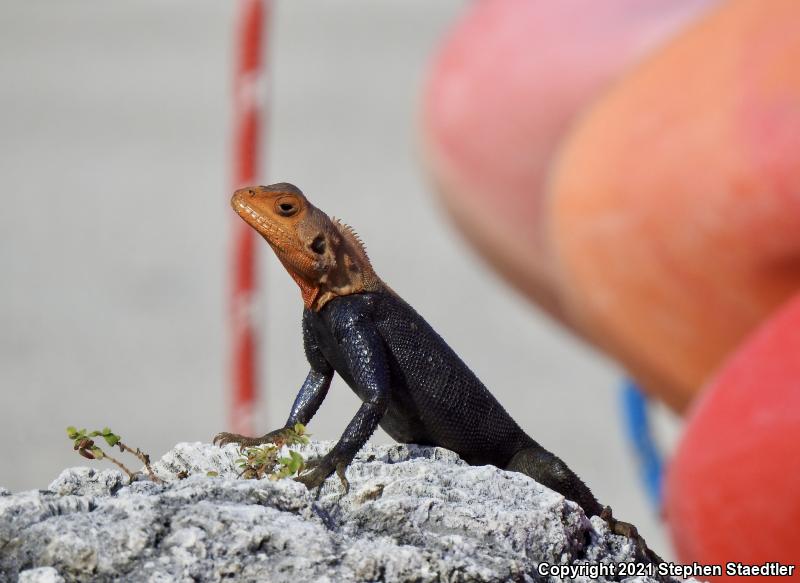 African Rainbow Lizard (Agama agama)