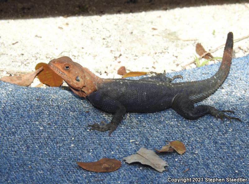 African Rainbow Lizard (Agama agama)