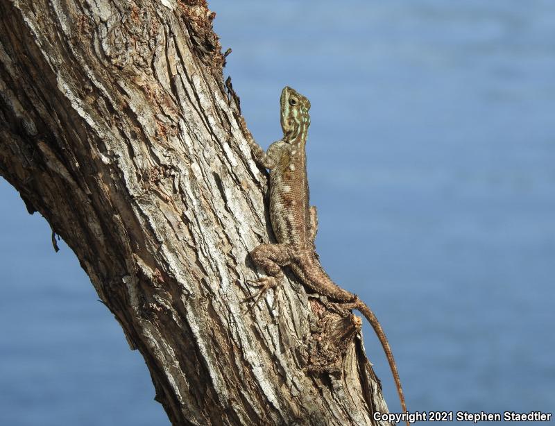 African Rainbow Lizard (Agama agama)