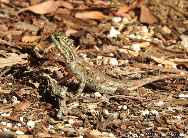 African Rainbow Lizard (Agama agama)