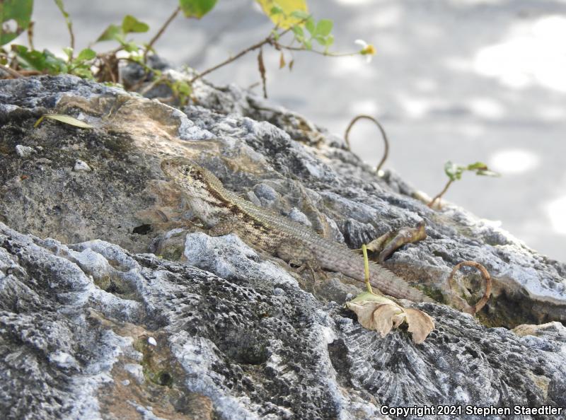 Northern Curly-tailed Lizard (Leiocephalus carinatus)