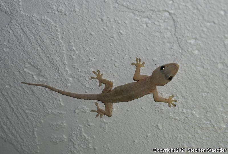 Wood Slave (Hemidactylus mabouia)