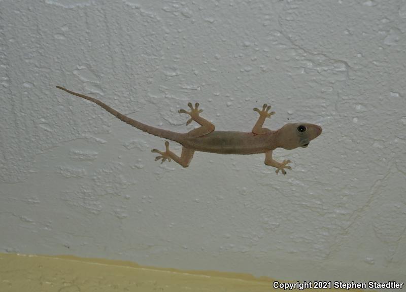 Wood Slave (Hemidactylus mabouia)