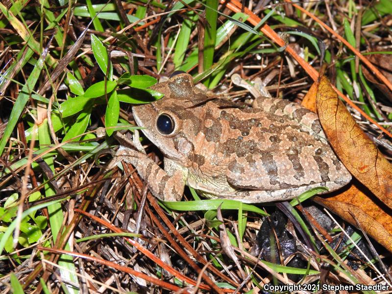 Cuban Treefrog (Osteopilus septentrionalis)