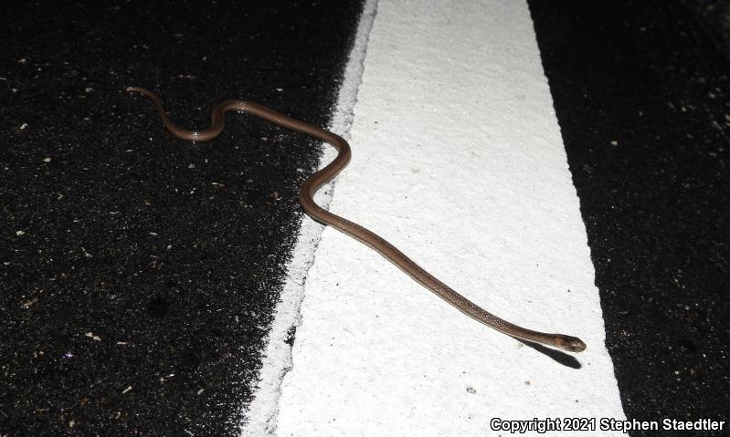 Florida Brownsnake (Storeria victa)