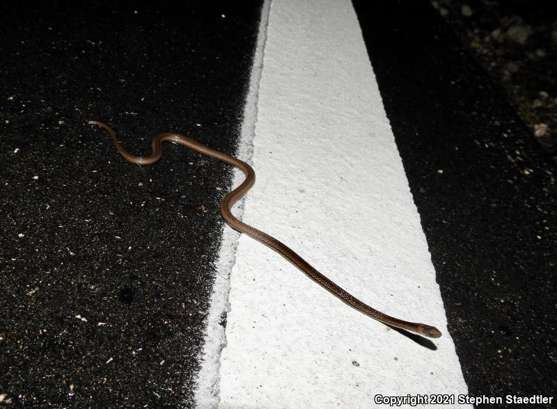 Florida Brownsnake (Storeria victa)