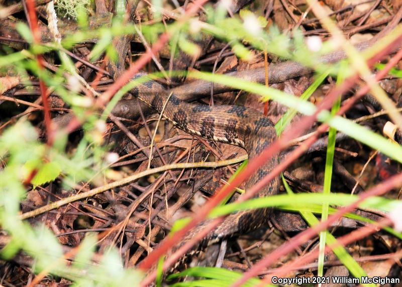 Brown Watersnake (Nerodia taxispilota)