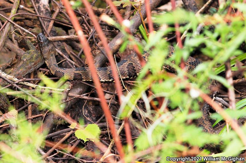 Brown Watersnake (Nerodia taxispilota)