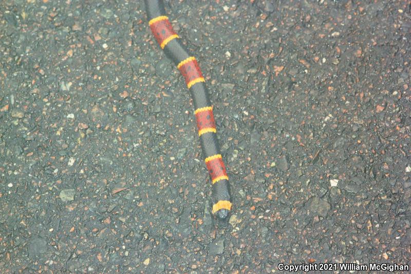 Eastern Coral Snake (Micrurus fulvius)