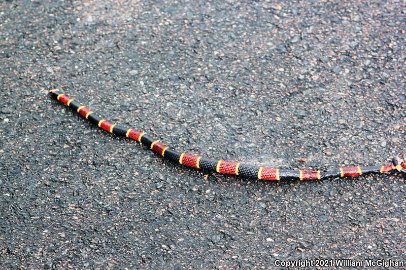 Eastern Coral Snake (Micrurus fulvius)