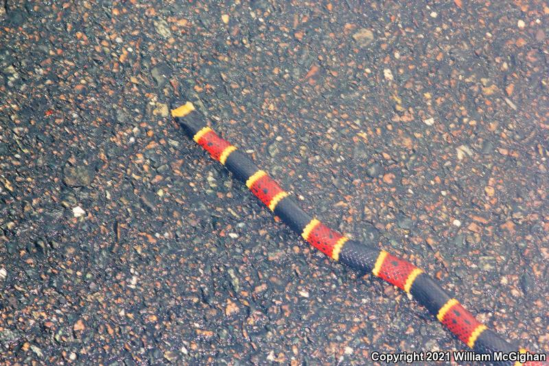 Eastern Coral Snake (Micrurus fulvius)