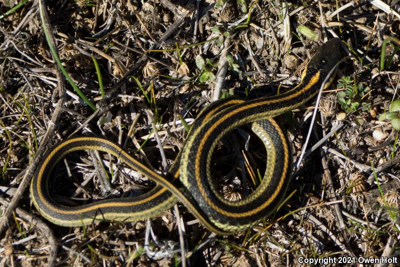 Diablo Gartersnake (Thamnophis atratus zaxanthus)