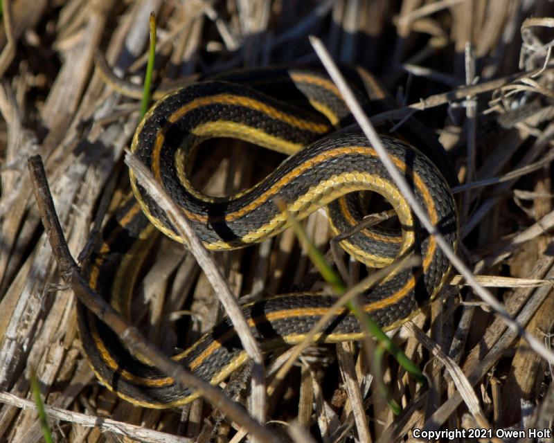 Diablo Gartersnake (Thamnophis atratus zaxanthus)