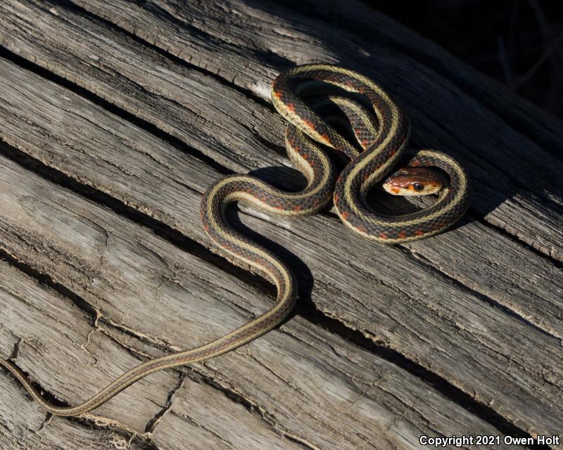 California Red-sided Gartersnake (Thamnophis sirtalis infernalis)