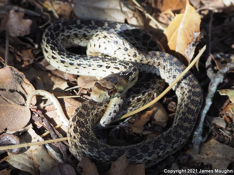 Pacific Gopher Snake (Pituophis catenifer catenifer)