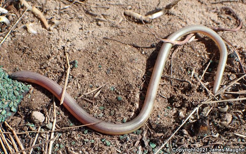 California Legless Lizard (Anniella pulchra)