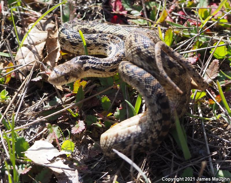 Pacific Gopher Snake (Pituophis catenifer catenifer)