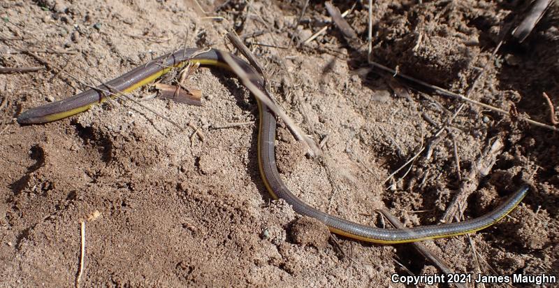 California Legless Lizard (Anniella pulchra)