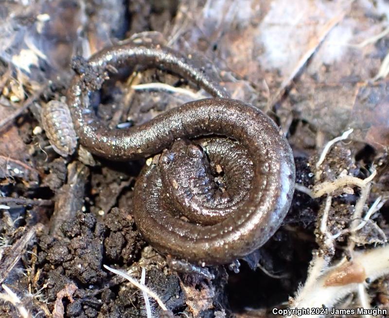 Gabilan Mountains Slender Salamander (Batrachoseps gavilanensis)